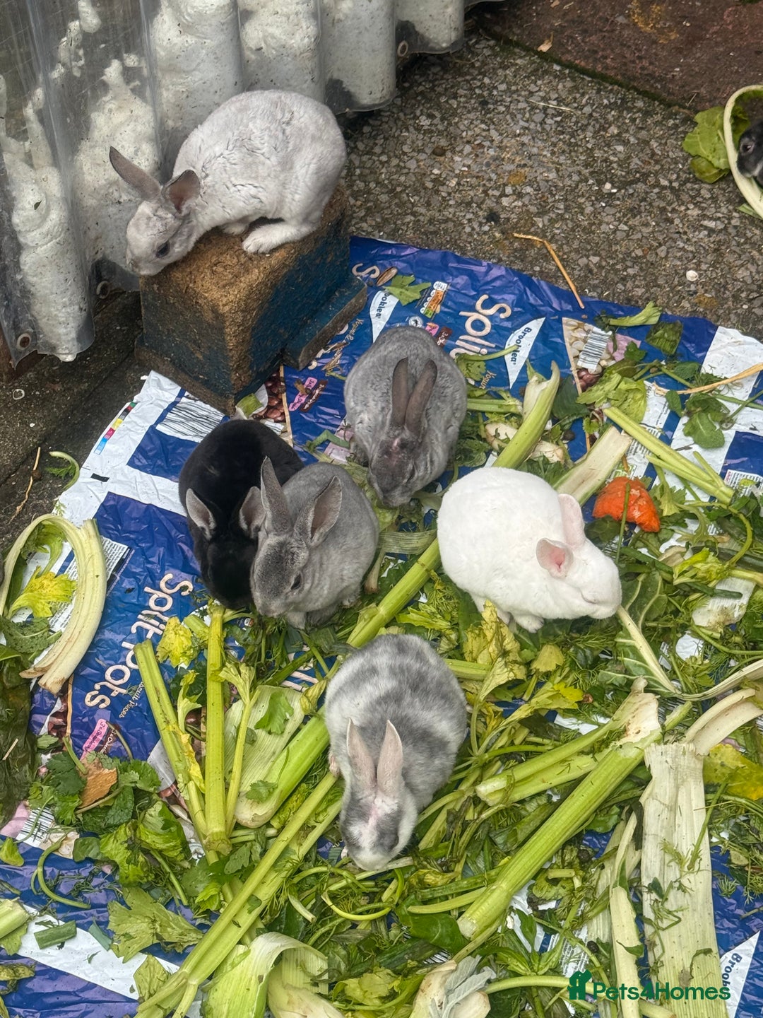Rex rabbits for sale: Baby bunny’s and adult rabbits for sale  - Advert 2