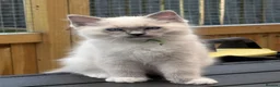 Ragdoll cats for sale: 🐾GCCF registered Blue and Lilac kittens🐾 - Advert 17