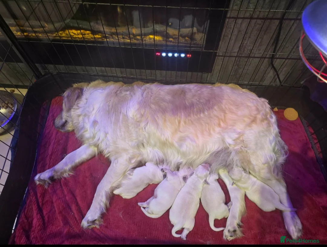 Golden Retriever dogs for sale: Beautiful Golden Retriever Puppies  - Advert 2