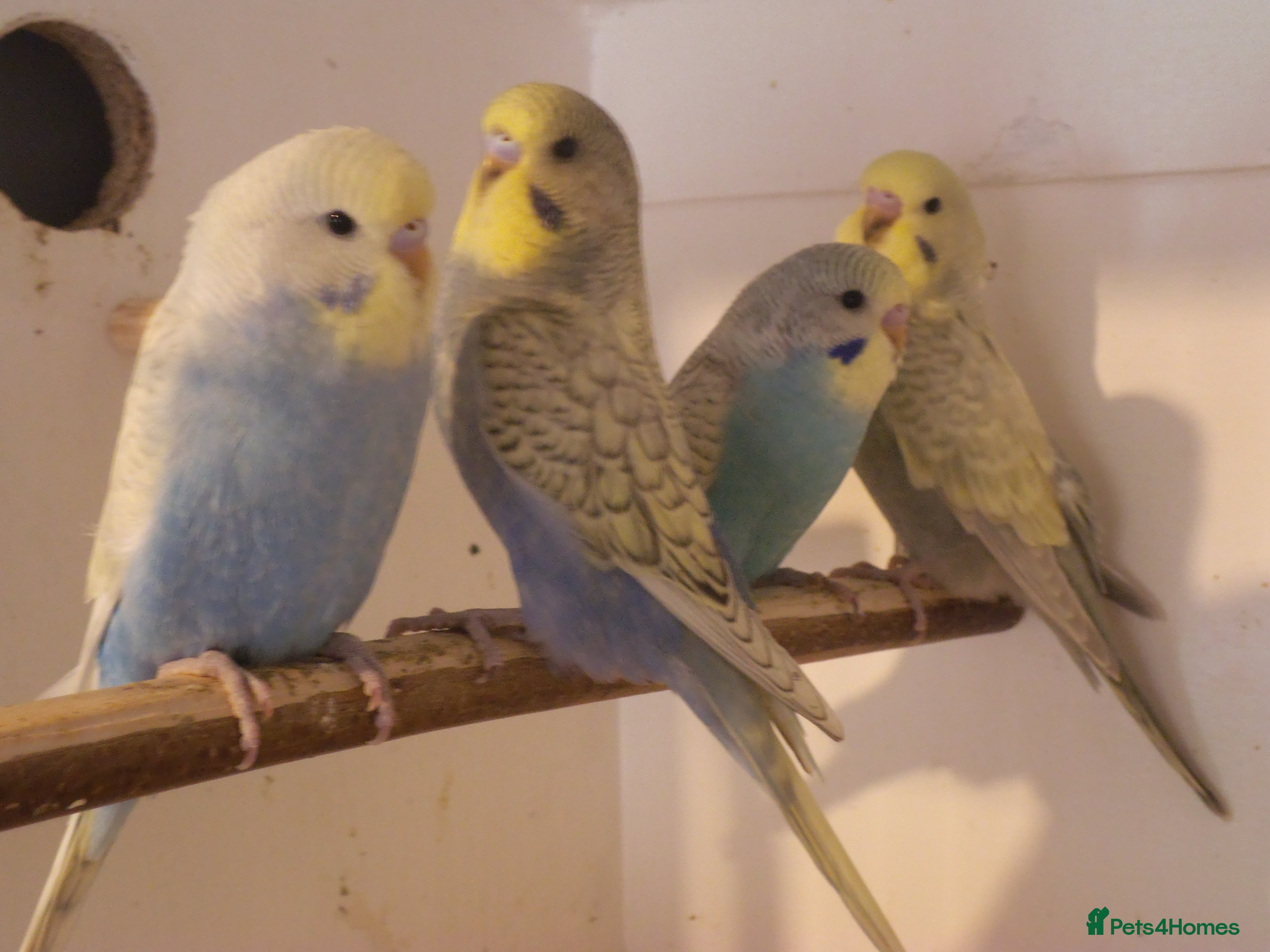 Budgerigars birds Baby Budgies Please read discription - Advert 18