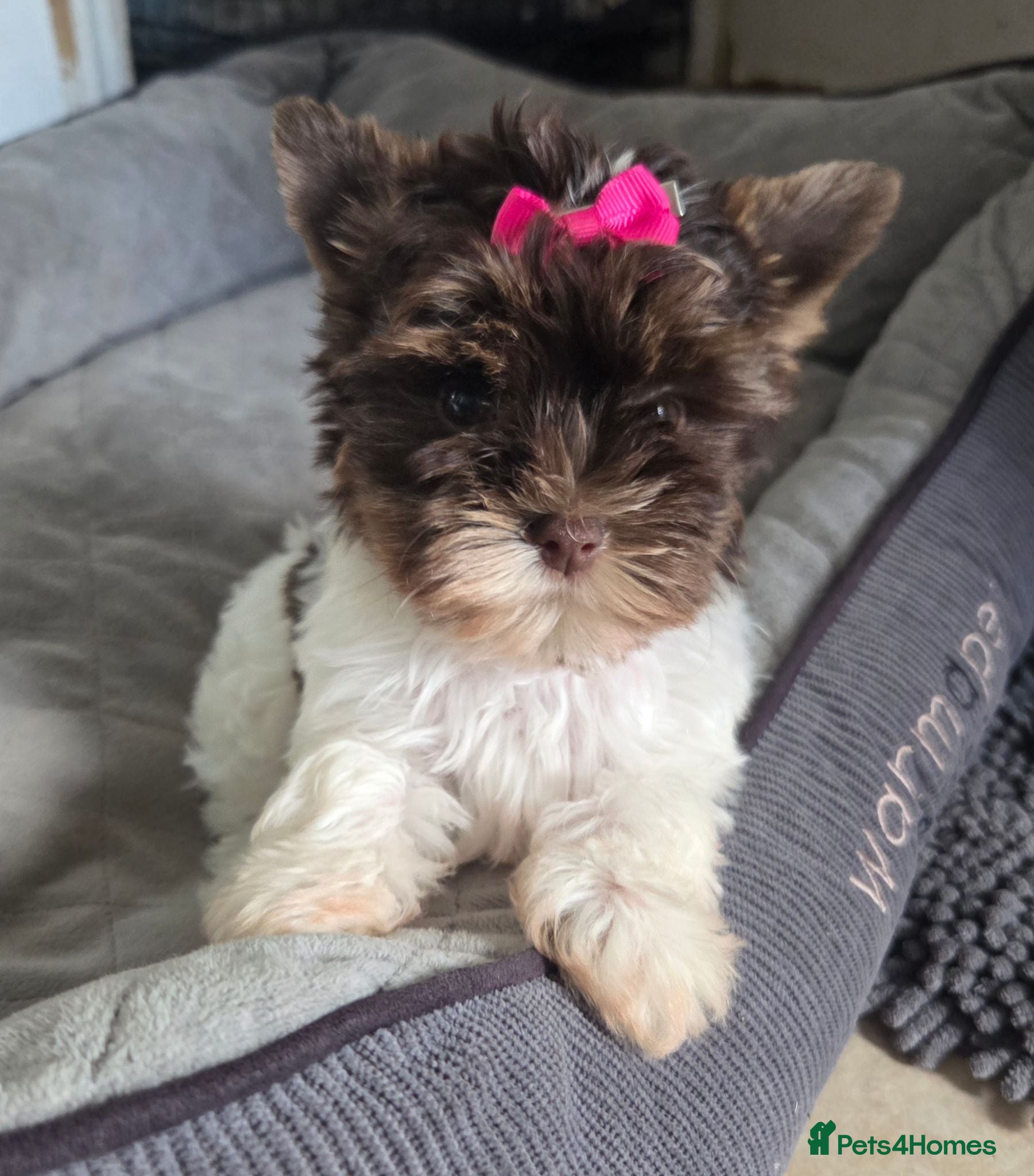 Yorkshire Terrier dogs Last tiny girl puppy - Advert 3