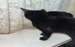 British Shorthair cats for sale: 2 black male kittens  - Image 5