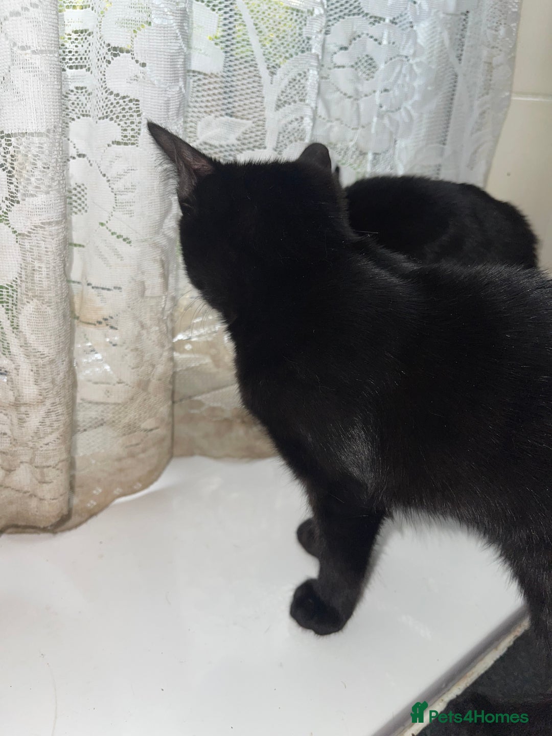 British Shorthair cats for sale: 2 black male kittens  - Image 5