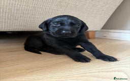 Labrador Retriever dogs for sale: Beautiful litter of kc registered labrador  - Image 17