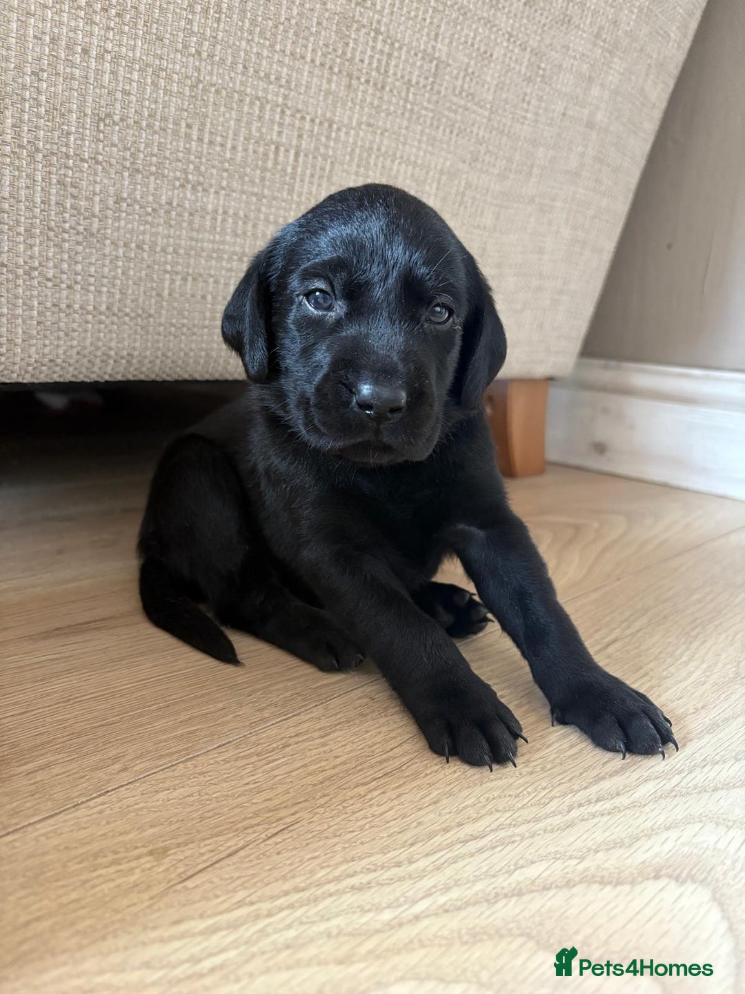 Labrador Retriever dogs for sale: Beautiful litter of kc registered labrador  - Image 17