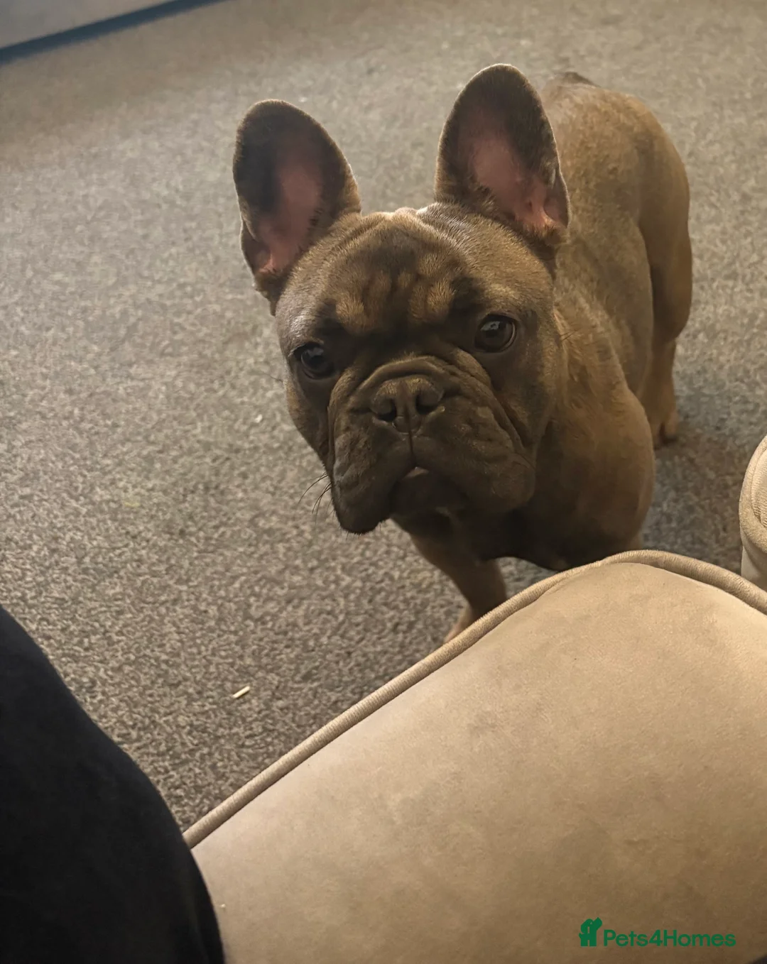French Bulldog dogs for sale: Female French bulldog for rehoming  - Advert 1