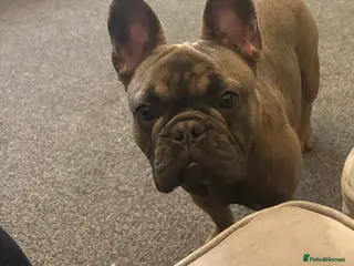 French Bulldog dogs Female French bulldog for rehoming - Advert 2