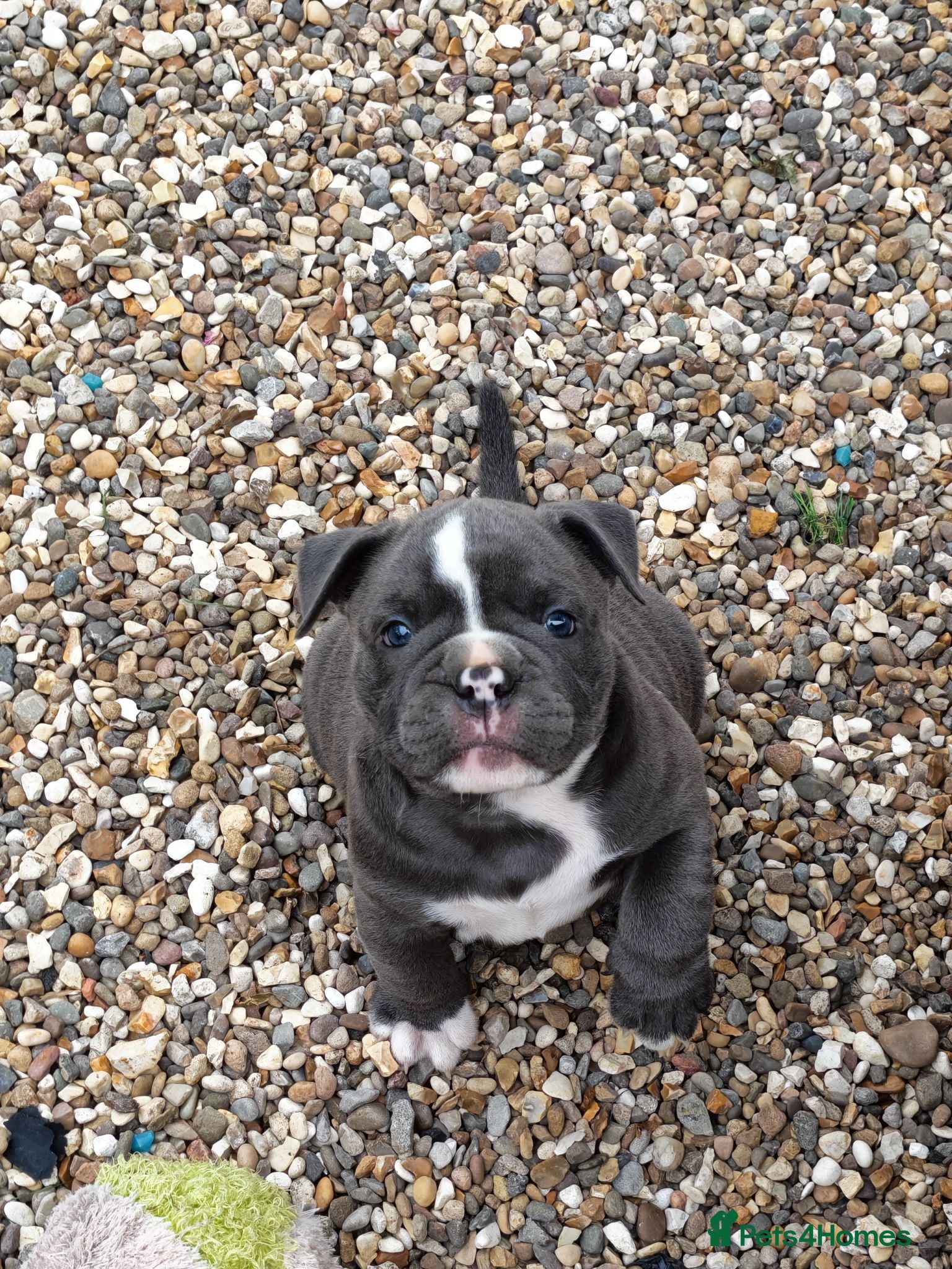 Mixed Breed dogs English bulldog x standard American bully  - Advert 1
