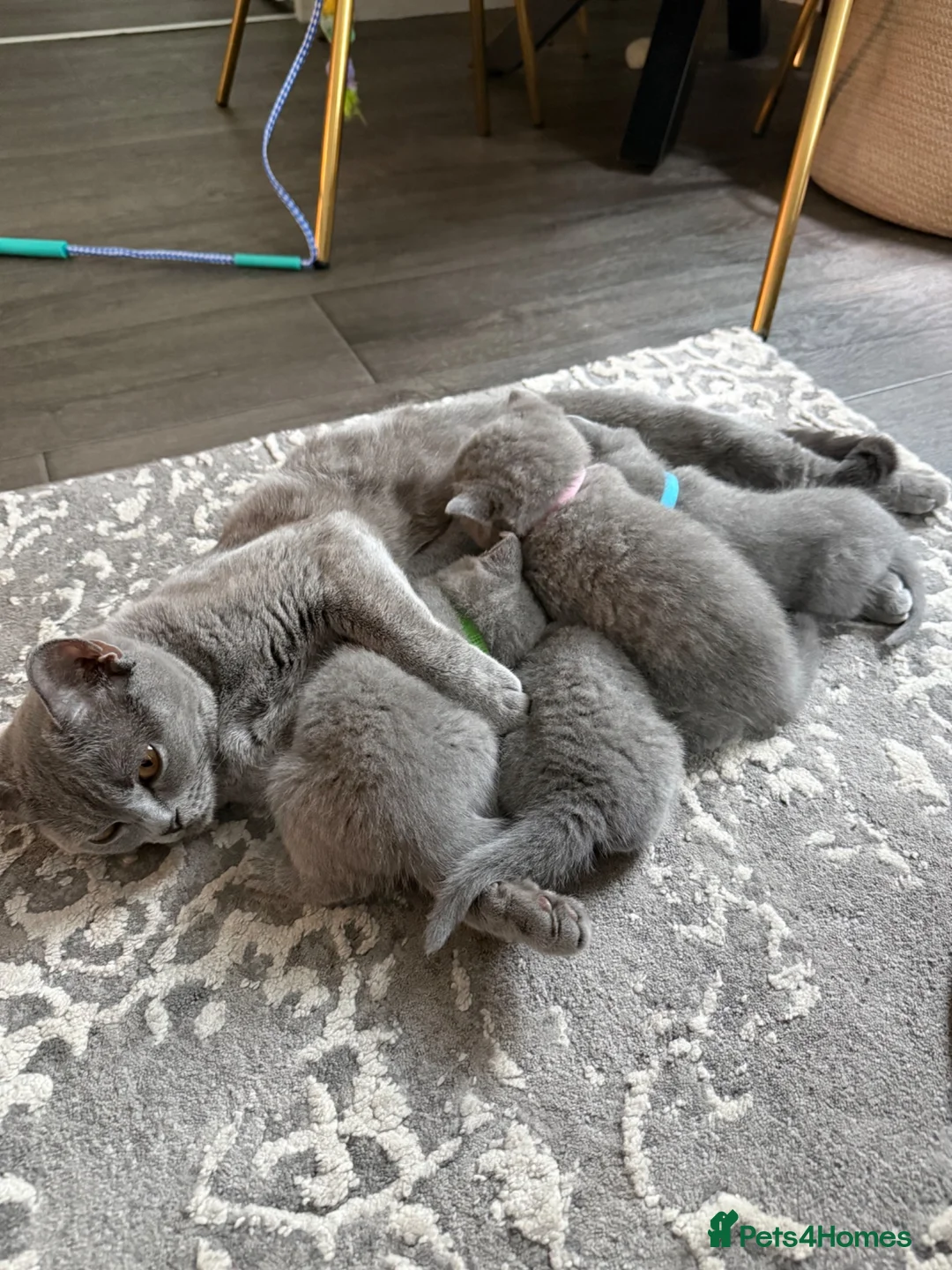 British Shorthair cats for sale: 4 BSH in London - Advert 1