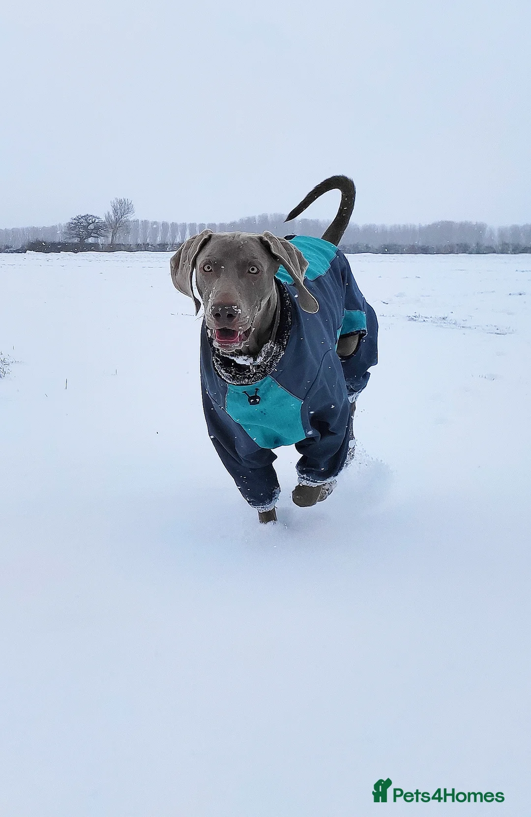 Weimaraner dogs for stud:  KC reg health tested Hipscored stud in Woodbridge - Advert 22