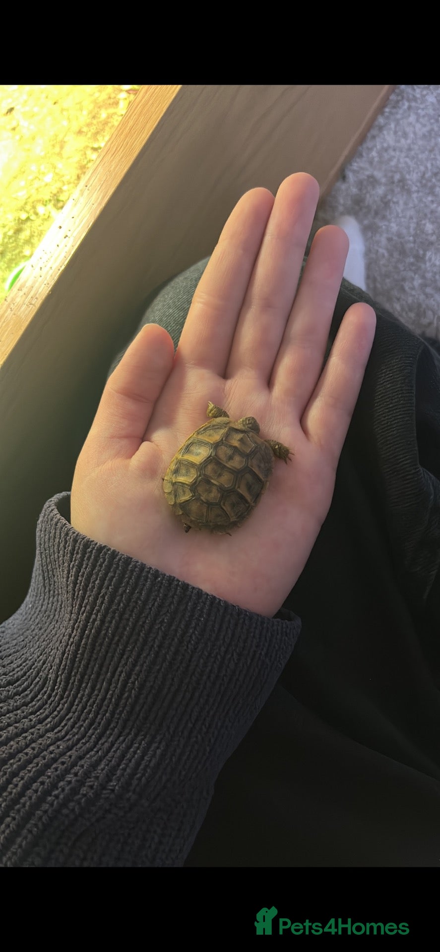Hermann Tortoise reptiles Terry  - Advert 1