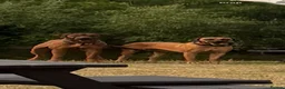 Rhodesian Ridgeback dogs for sale: Bred for beauty. Build and temperament. in Market Drayton - Advert 17
