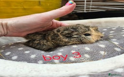 Guinea Pig rodents for sale: Baby girl and boy guinea pigs ready now - Image 7