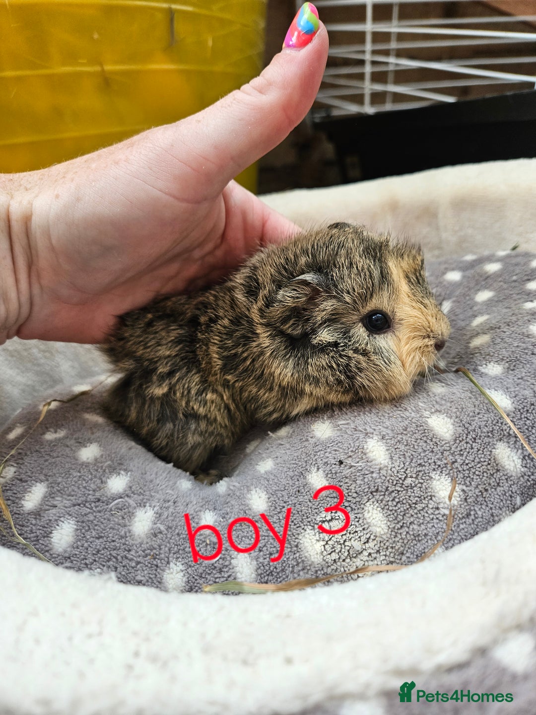 Guinea Pig rodents for sale: Baby girl and boy guinea pigs ready now - Image 7