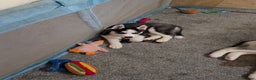Siberian Husky dogs for sale: Husky  - Advert 9