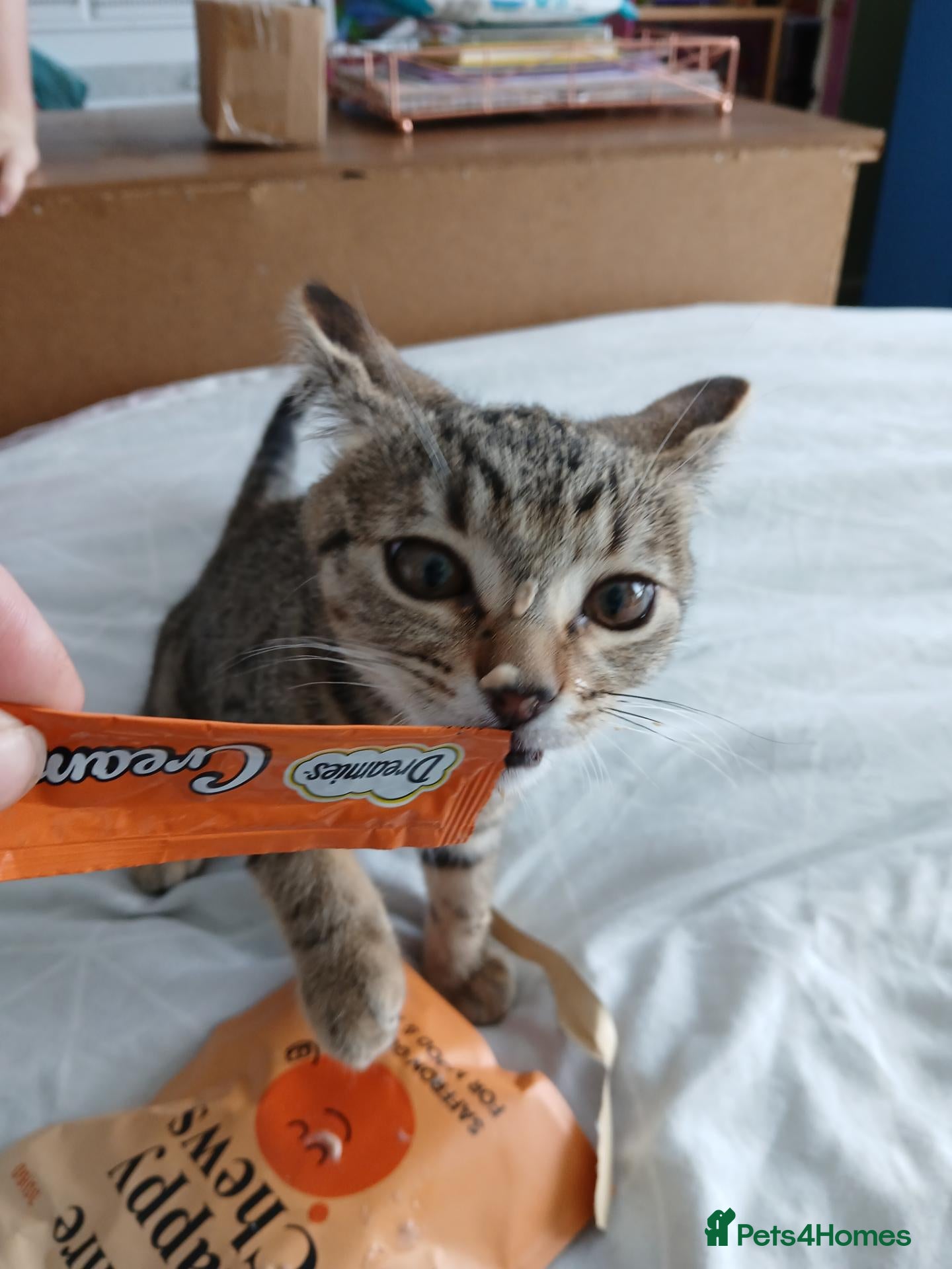 Bengal cats Woody - Advert 7