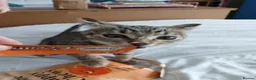 Bengal cats for sale: Woody in Glasgow - Advert 1