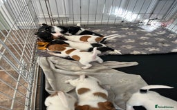Jack Russell dogs for sale: Stunning little boys and girls - Image 4