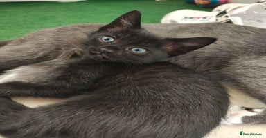 Mixed Breed cats - Advert 12