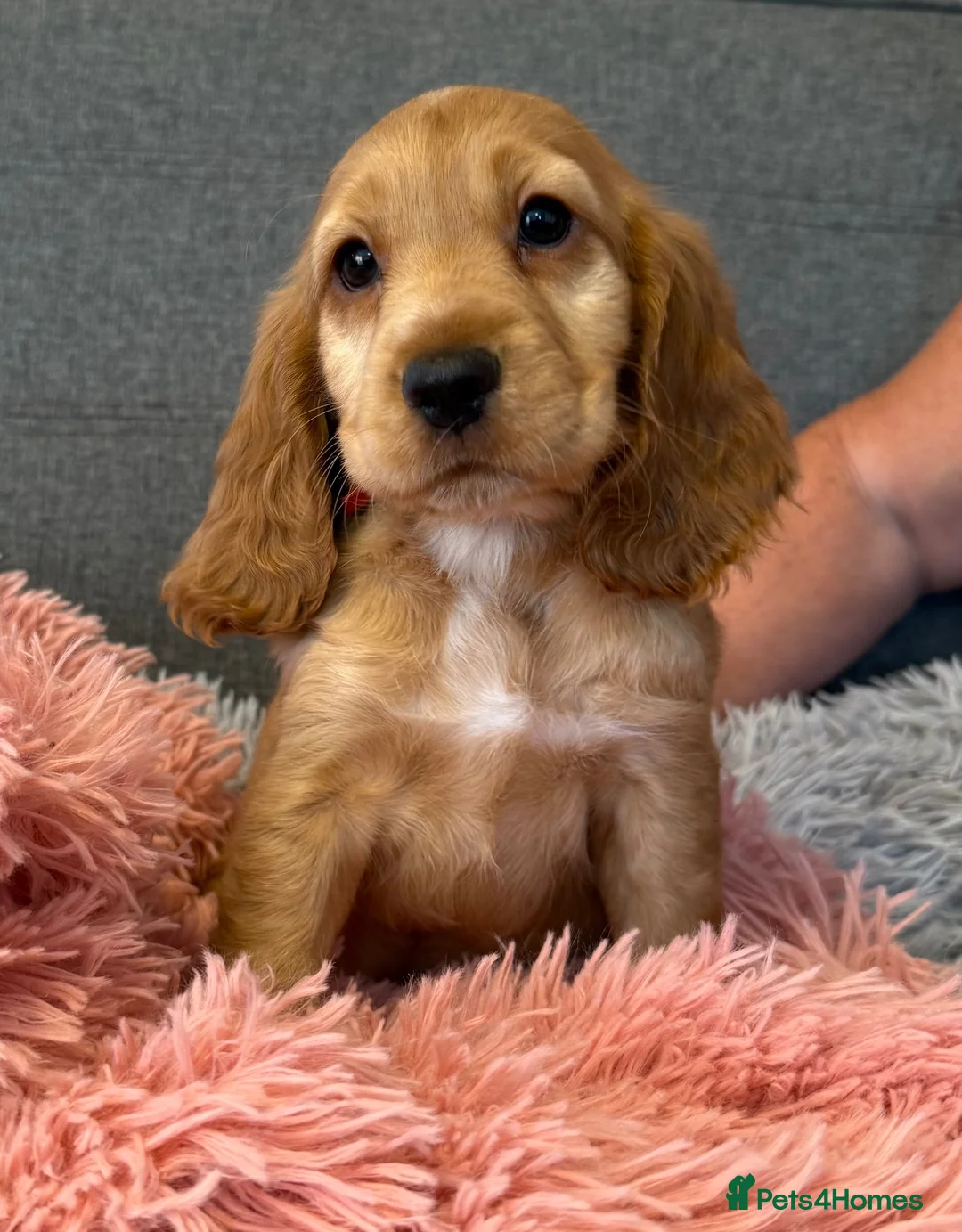 Cocker Spaniel dogs for sale: Kc registered Cocker Spaniels fully DNA clear - Advert 2