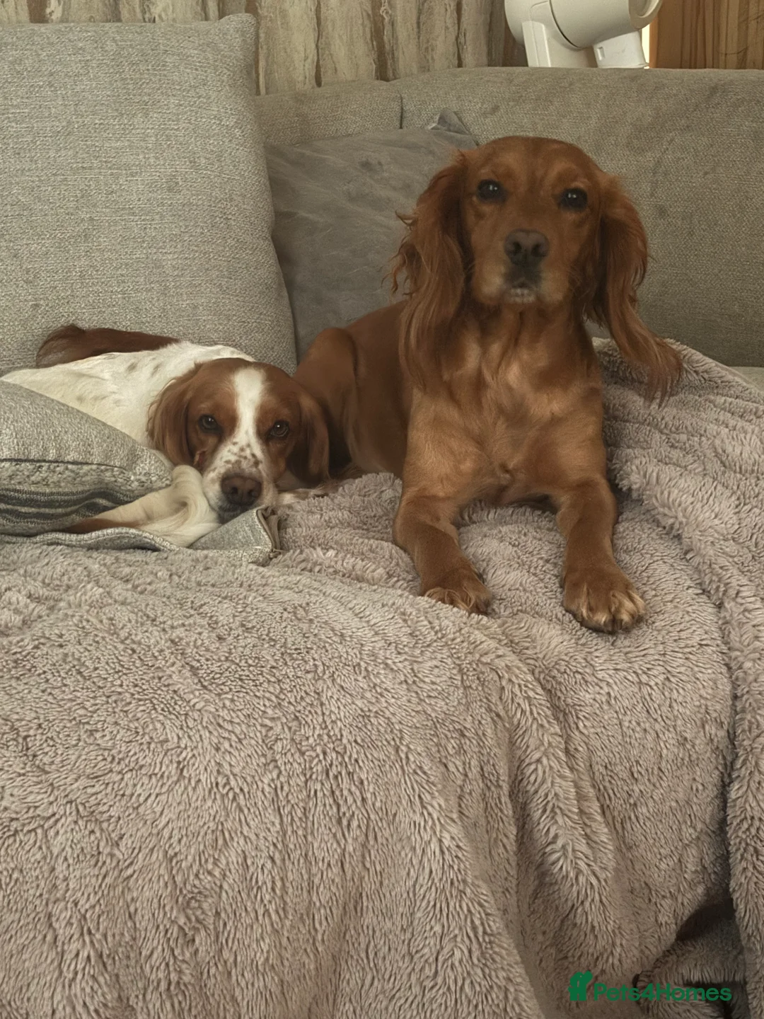 Cocker Spaniel dogs for sale: Working cocker spaniel puppies due  - Advert 1