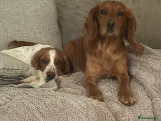 Cocker Spaniel dogs Working cocker spaniel puppies due - Advert 2