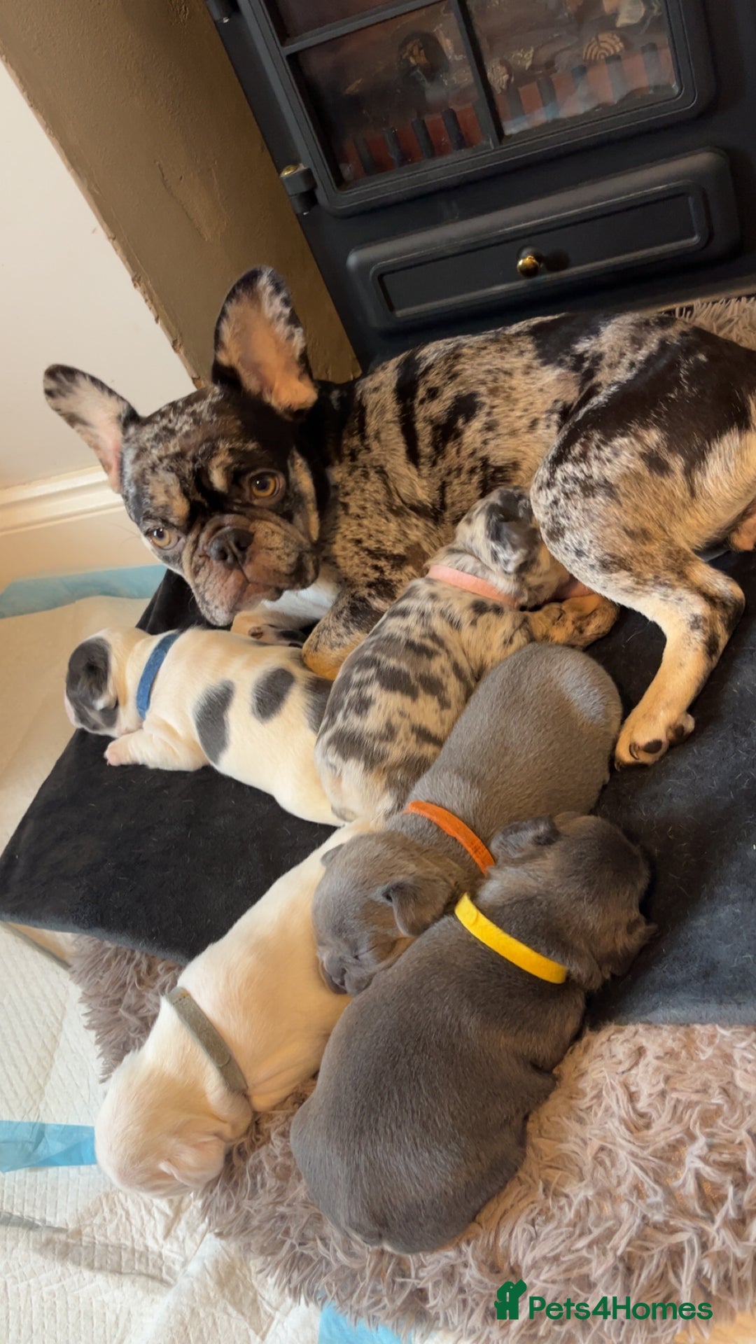 French Bulldog dogs for sale: 2 Male French Bulldog Puppies For Sale - Image 11
