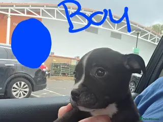 Staffordshire Bull Terrier dogs Staffordshire bull terrier pups - Advert 2