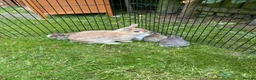 Netherland Dwarf rabbits for sale: Gorgeous Netherland Dwarf bunnies in Carlisle - Advert 12