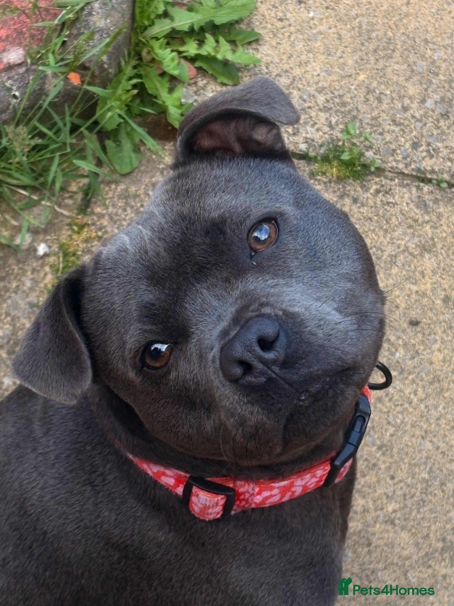 Staffordshire Bull Terrier dogs for sale: Judy the most loveable staffy 🩷🫧 - Advert 1