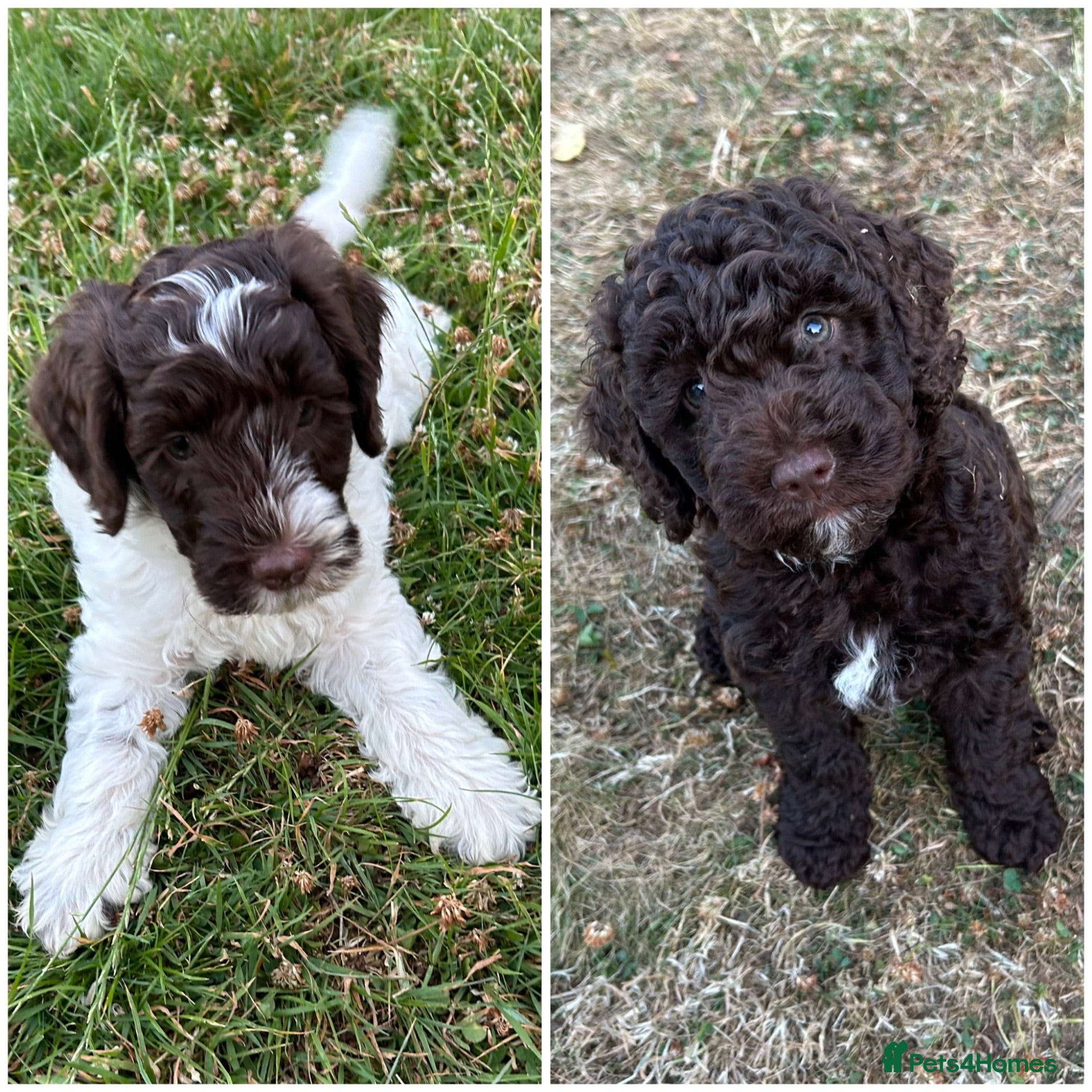 Mixed Breed dogs Ready to go...cockapoo x Sproodle/double doodles  - Advert 1