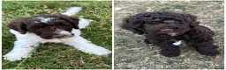 Mixed Breed dogs for sale: Ready to go...cockapoo x Sproodle/double doodles  - Advert 1