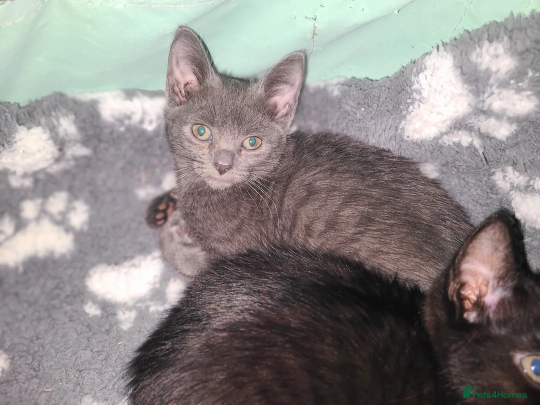 Mixed Breed cats for sale: Lilac girl kitten  - Advert 6