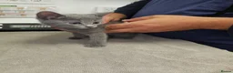 Russian Blue cats for sale: Russian Blue Kittens for Sale - Advert 8