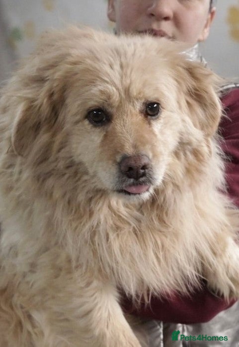 Mixed Breed dogs ✨ SAVED FROM A KILL SHELTER — NOW READY TO LIVE ✨ - Advert 15