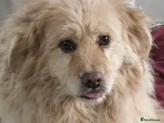 Mixed Breed dogs ✨ SAVED FROM A KILL SHELTER — NOW READY TO LIVE ✨ - Advert 15