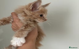 Maine Coon cats for sale: GCCF registered kittens  - Image 11