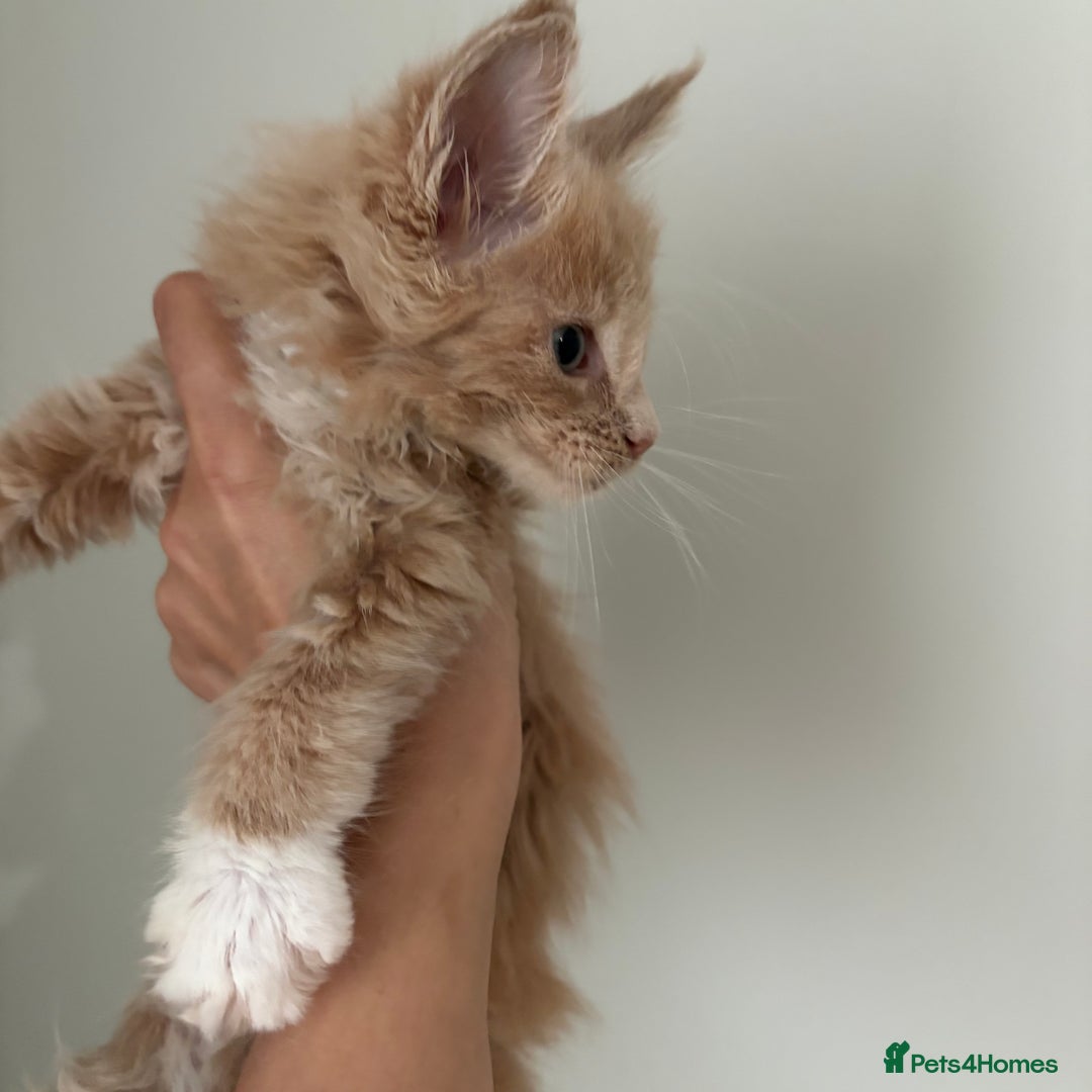 Maine Coon cats for sale: GCCF registered kittens  - Image 11