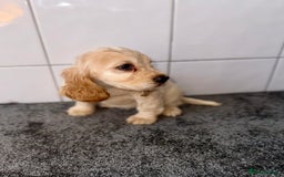 Cocker Spaniel dogs for sale: 6 stunning show type cocker spaniels  - Image 27