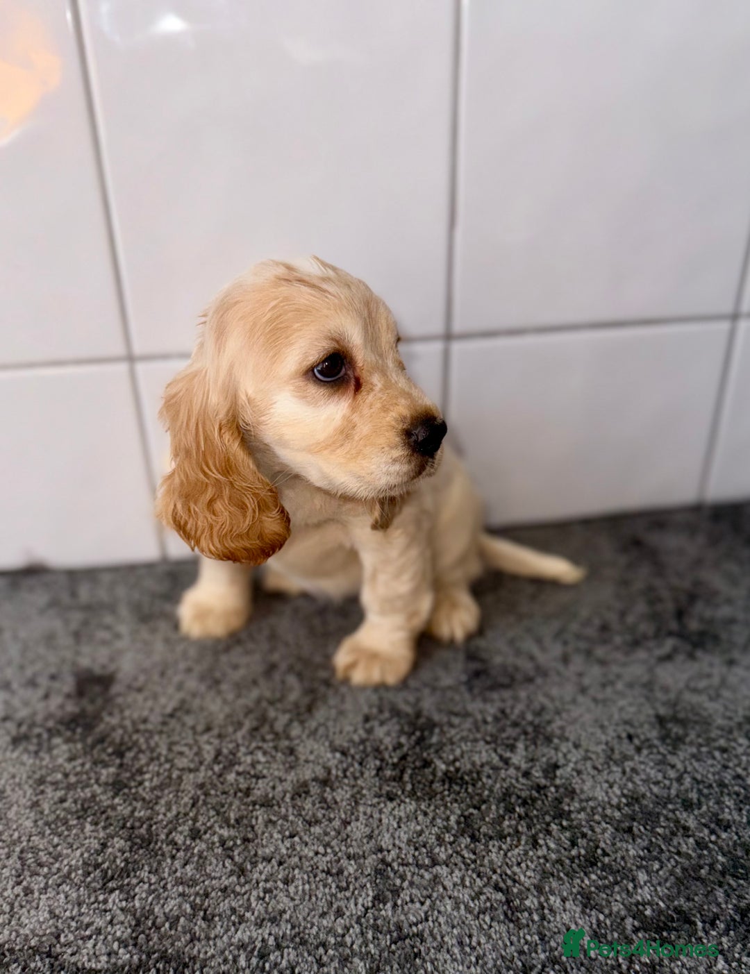 Cocker Spaniel dogs for sale: 6 stunning show type cocker spaniels  - Image 27