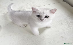 British Shorthair cats for sale: BSH BLACK TIPPED KITTENS GCCF REGISTERED  - Image 6