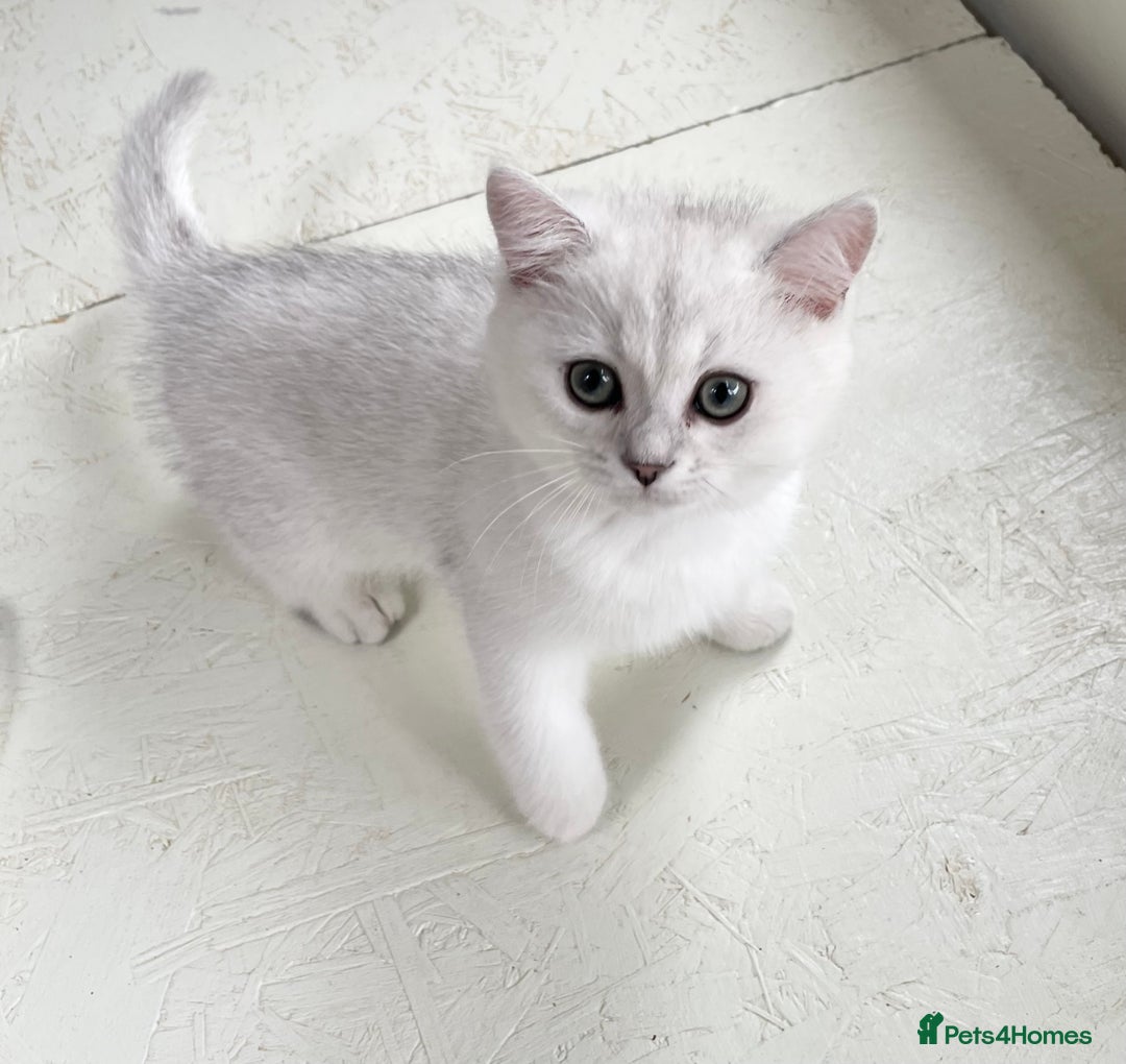 British Shorthair cats for sale: BSH BLACK TIPPED KITTENS GCCF REGISTERED  - Image 6