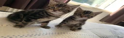 Mixed Breed cats for sale: Gorgeous kittens for sale in Skelmersdale - Advert 2