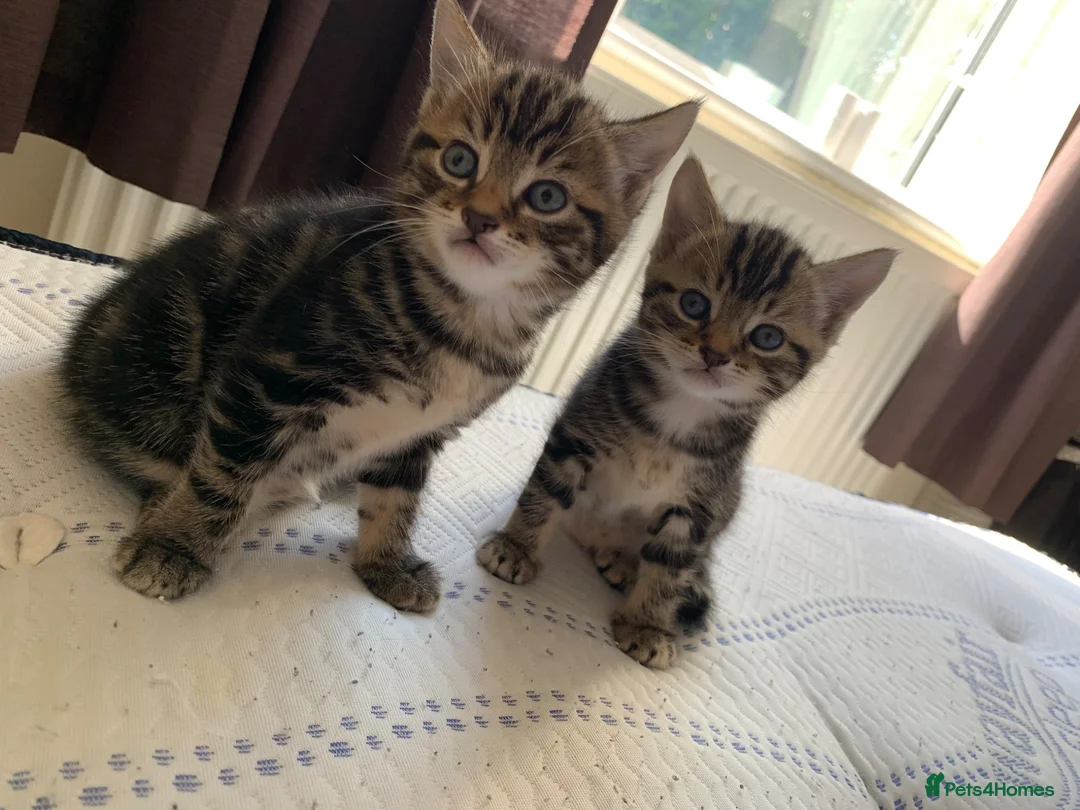 Mixed Breed cats for sale: Gorgeous kittens for sale in Skelmersdale - Advert 2