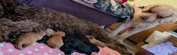 Labradoodle dogs for sale: Large Standard Labradoodle F3/multigen Puppies in King's Lynn - Advert 17