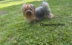 Yorkshire Terrier dogs for sale: Absolutely adorable mini yorkie puppies  - Image 35