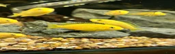 Cichlids fish for sale: Juvenile Yellow Lab Cichlids - Advert 4