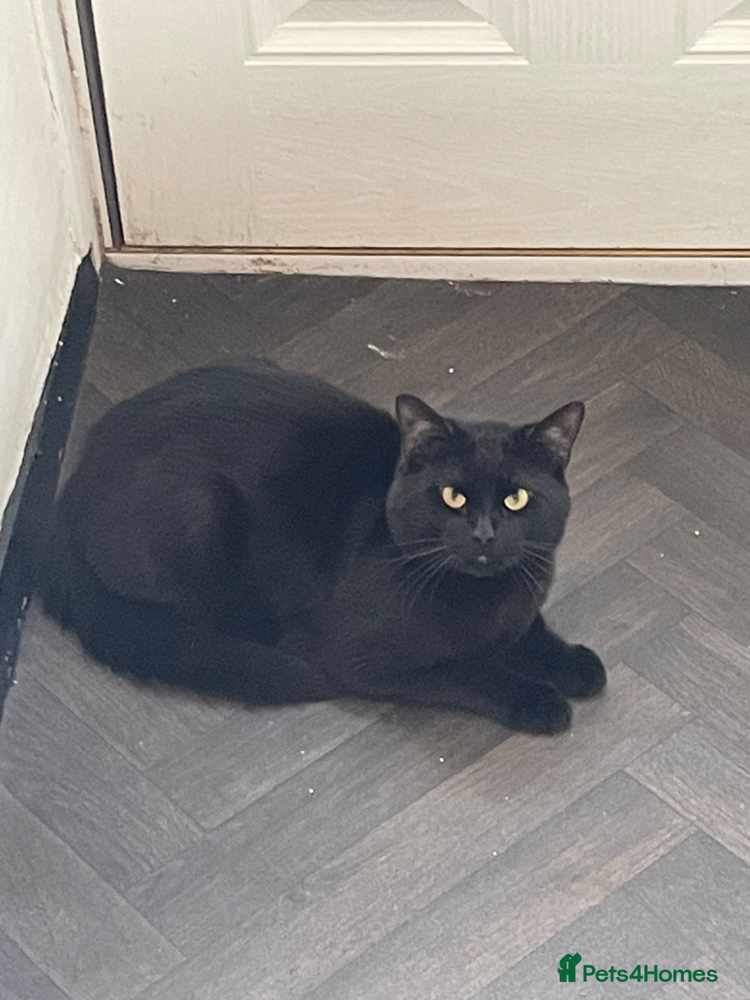 Bombay cats  **  looking for a forever home - Advert 3