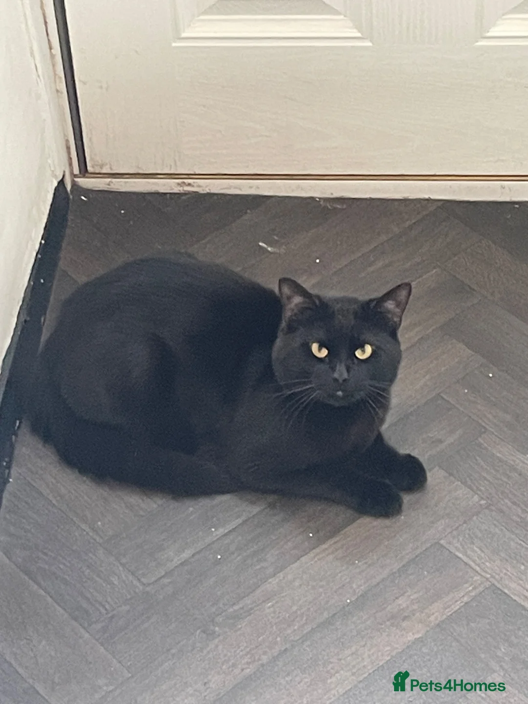 Bombay cats for sale:  **  looking for a forever home in Manchester - Advert 1