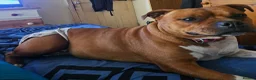 Staffordshire Bull Terrier dogs for sale: 🥨Future Red litter.🥨 - Advert 7